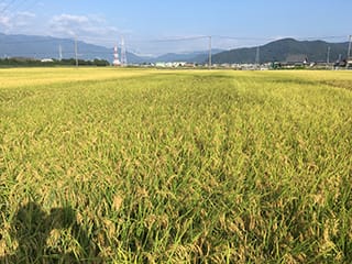 農家のお米.com10月9日のハツシモ